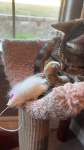 Bentley’s on a mission! 😼🎯 That little mouse on her scratcher mat has her hooked — hours of fun right on her cat tree! 🐭✨ #CatPlaytime #ScratcherFun #BengalCatEnergy #InteractiveCatToy #PetEntertainment