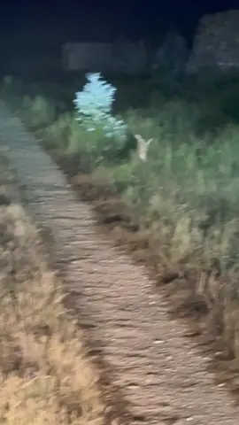 #liebres #campo #uruguay🇺🇾 #animales #campoargentino🌱🌾🌻🐮🐂 