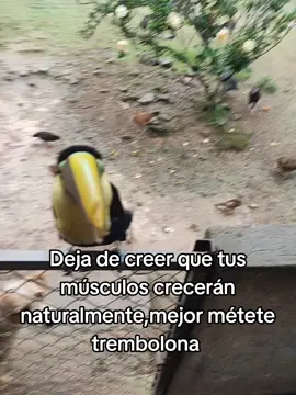 métanse trembolona , anabólicos y coman bien👊👹 #paratiii 