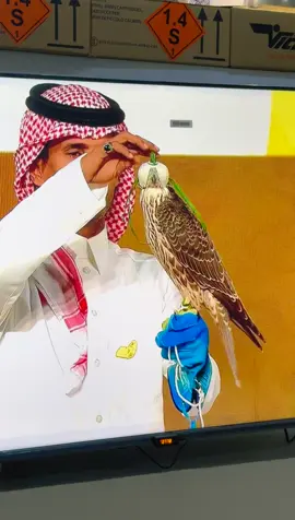 #مزاد_الصقور #ملهم #شاهين #طير #المقناص         . 