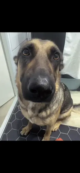 first edit please be nice 🙏#dogwhining #funny #noticing #dog #fyp 