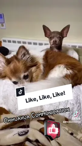 #like #follow #subscribe #chihuahua #fyp 