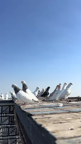 #صباح_الخير 