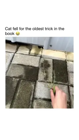 Part 164 | Orange cat behavior! Funny cat videos #funnycats #funnyanimals #funnypets #creatorsearchinsights #67 