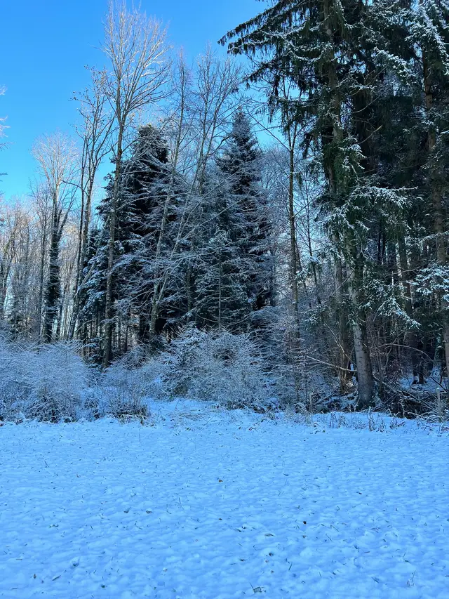 #fyp #foryoupagе #wintervibes #christmas #snow 