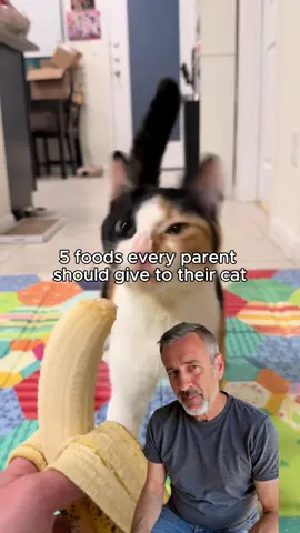 These 5 foods are a must… #cat #cathealth #collagen #vet #pethealth 