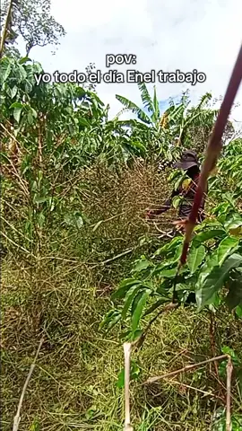 trech de roblox Enel trabajo 😂  #fvp #foryouu #paratii #viral 