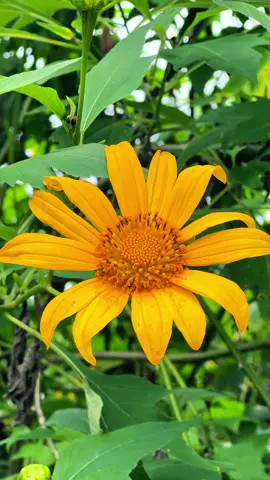 Hoa dã quỳ tại Đà Lạt đã nở rộ rồi nè các bạn ơi…. ##dalatreviewtravel##latnoitravel##hoadaquy