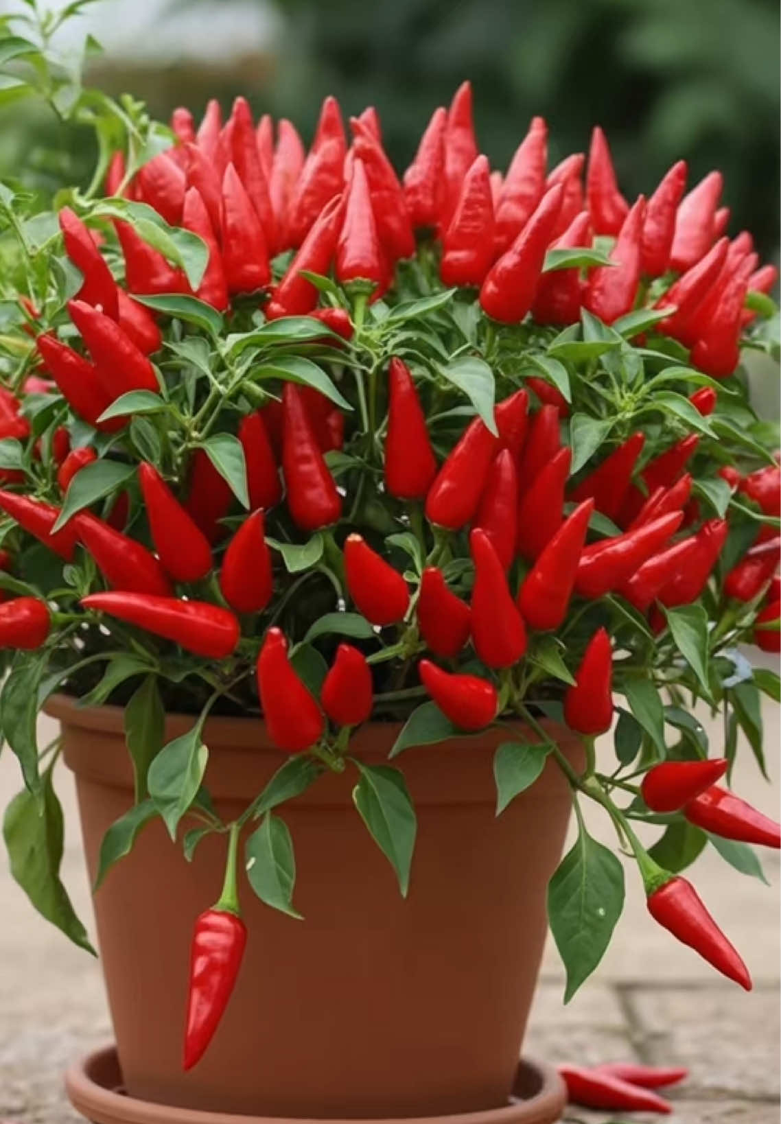 New ideas for growing chili plants from chili fruits to produce more fruit.#Chili #growing #Banana#fruits#usa🇺🇸 