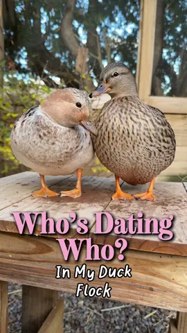 A lil update for you guys on the ducks and their romance drama. Looking promising for these pairs for next mating season 💝 #ducks #callducks #ducksoftiktok #petducks #homestead 