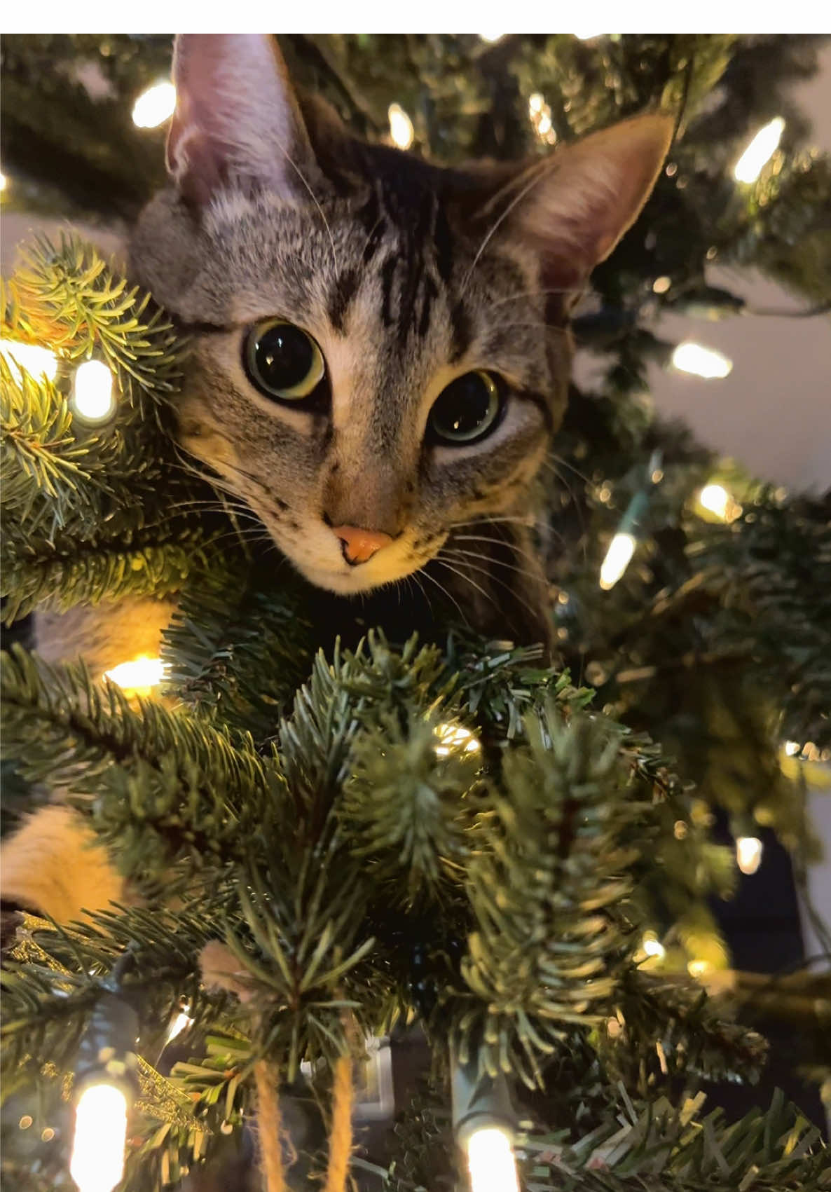 It’s that time of year where Christmas ornaments break and the tree almost falls multiple times🥲  The chaos is all happening in the cutest way though🫶🎄 #christmas #christmasdecor #catsoftiktok #wholesome #holidays 