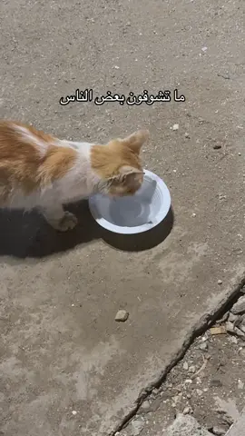 #في_كل_كبدة_رطبة_اجر🐈 #سقيا_الماء #صدقه_جاريه #قطط_كيوت #الراحمون_يرحمهم_الرحمن 