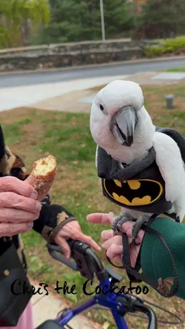 Chris, aka Batman, has posted the full video of him attending a Trick or Treat party at a nursing home to his YouTube channel, Chris the Cockatoo. Here’s a preview! #Halloween #trickortreat #batman #cockatoo #parrot 