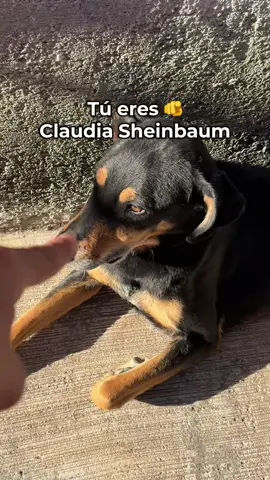 No quería aceptarlo #claudiasheinbaum  #perrostiktokers 