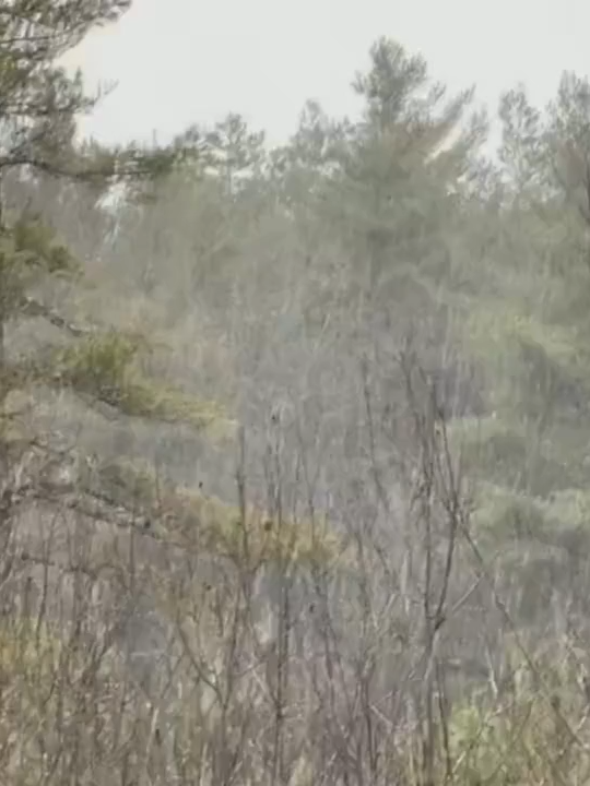 SNOW FALLIN': Upstate New York saw snow on Wednesday, creating a picturesque scene in Paul Smiths. Video shows snow falling around a cabin in the woods. #snow #newyork #pretty