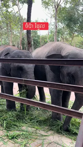 ចំប៉ា រំដួល #happy #viralvideo #trending #viral #elephant 