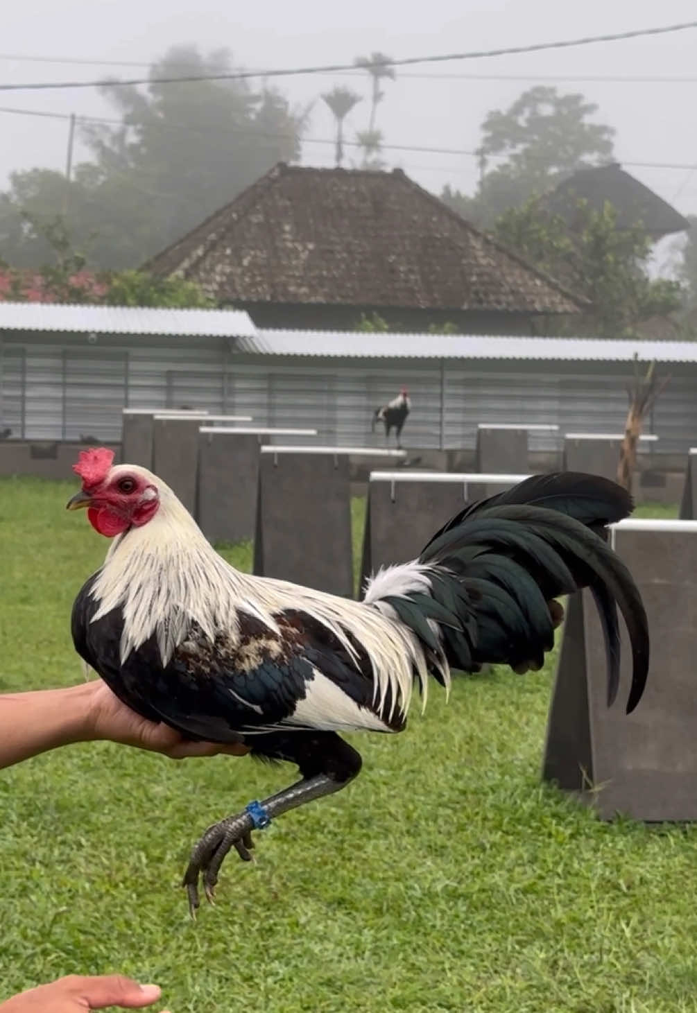 Sepasang popeye grey tujun sintang kalbar✈️😍🇵🇭 #putuhomefarm #ayamimport #peternakmuda 