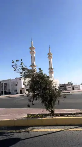 #تبوك_الورد  #تبوك_الآن  #تبوك  #الشعب_الصيني_ماله_حل😂😂  #شاكر_محظور_دلوقتي 