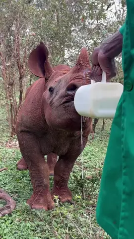 No interruptions please, it’s bottle time! This black rhino calf chugging down his milk has just been added to our adoption programme! From tragic beginnings - his mum died after falling down a cliff - he was rescued by KWS and Borana Conservancy Rangers, and brought to our Nairobi Nursery. With your help, we will ensure Tytan has a bright future. Discover his full story and support his journey by becoming one of his first foster parents, at: swt.bio/tytan #rhino #blackrhino #animalrescue #animals #adoptananimal