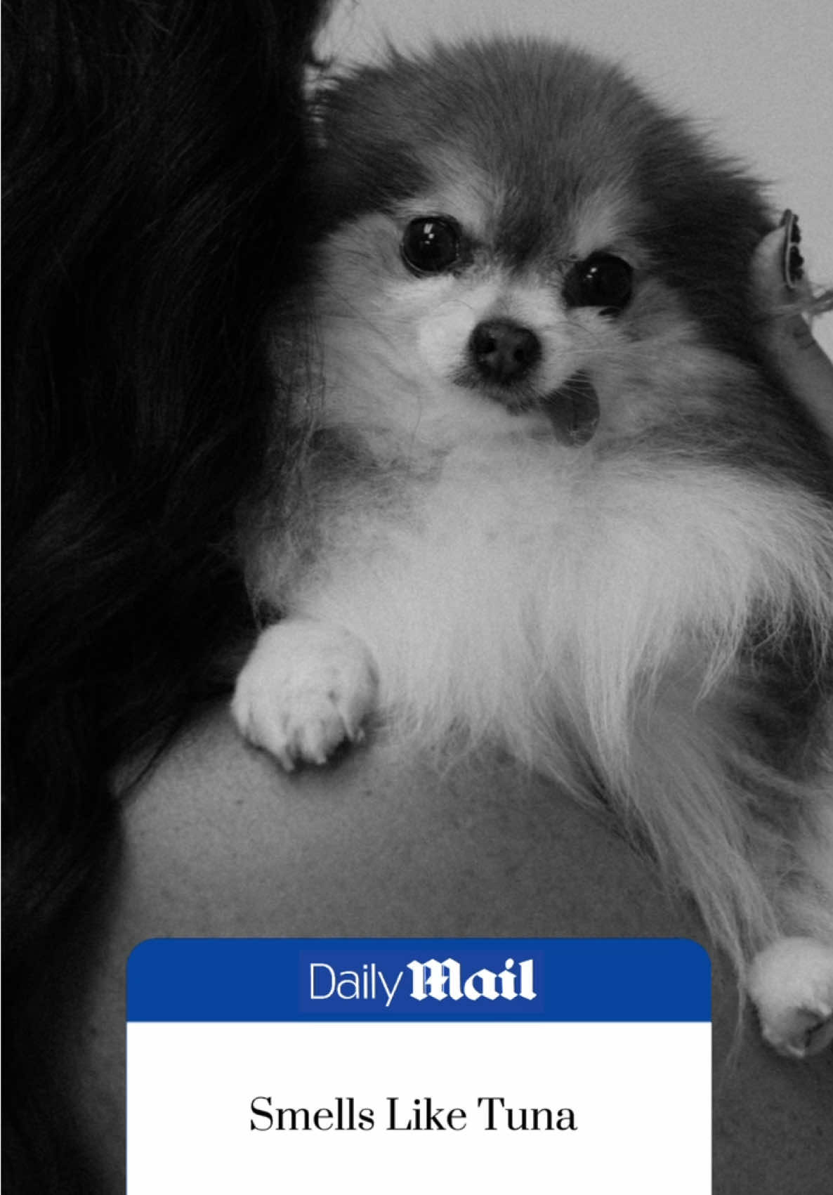 Her nickname is Toonuh 🐟 #dailymail #hardhittingnews #news #dogsoftiktok 