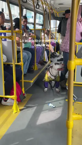 Cosas que se ven en transmi #perro #mascota #transmilenio #bogota #perroñero 