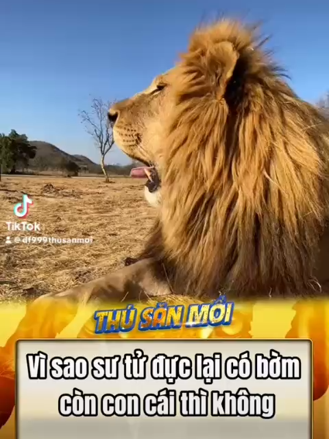 Vì sao sư tử đực lại có mái bờm siêu rậm #dongvat #animals #xuhuonggg