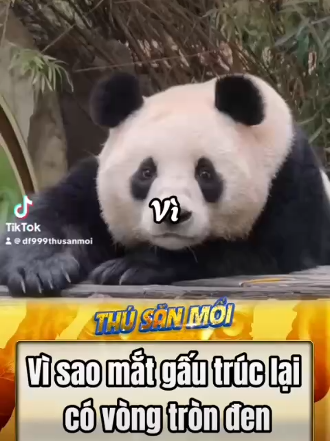 Vì sao mắt gấu trúc lại có màu đen #dongvat #animals #xuhuonggg