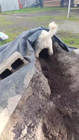 👷🤝🐶 #ferreteriaaimara #entretenimiento #humor #sucre #ferreteriacontiktok 