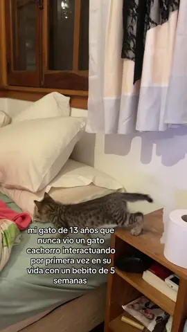 pobre mi g0rdo viejito no entiende como hay uno igual que el pero mini y con 100 veces su energia al menos lo acepto con paz ya se van a amigar