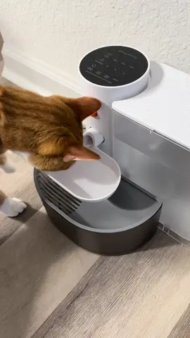 #creatorsearchinsights #tiktokshopblackfriday #tiktokshopcybermonday 