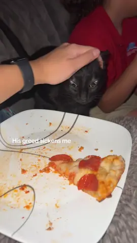 #catsoftiktok #cats #car #cattok #larry 