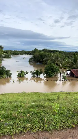 Easup hạ lụt rồi bà con ơi.... Thiệt hại hơn 100 tấn cá từ ao dân bị lụt nặng Chưa kể lúa nước ngập Toang quá bão số 13 ơi #caucatunhien 