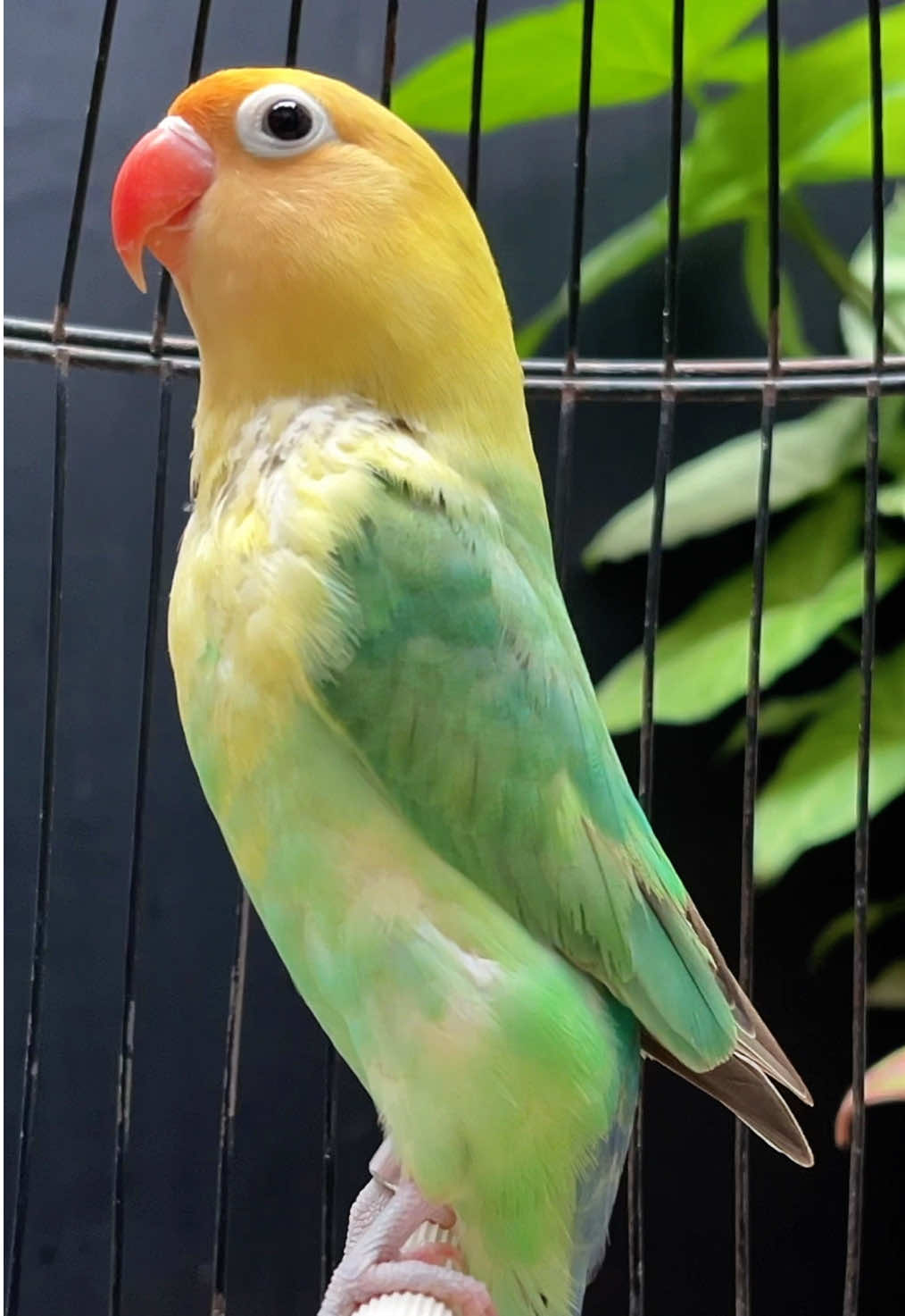 Suara lovebird #burung #lovebird #lovebirdfighter #bird #fyp 