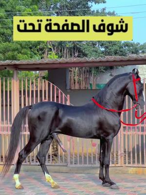 عندنا الحل اللي تبحت عليه