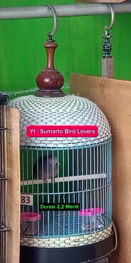 Perkutut Lokal Manggung Suara Keras #perkutut  #perkututlokal  #perkututgacor  #perkututmanggung  #perkututsuarakeras 