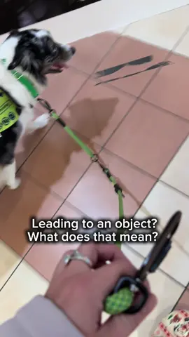 I have been getting questions on what does a leading task look like. I personally believe the dog should be able to show the item that they are finding with a loose leash because dogs can go off the slightest body movement from you. You can add the leading portion with some tension or handle when you are confident they know it. Otherwise what’s the point of the task when you are directing them there everytime? Scar needs to know this tasks as if I’m dizzy he needs to be able to find the exact item and he can’t rely on me, that’s not the point of a service dog.  #servicedog #scarthechairfindingdog #scartheaussie #fyp #scar 