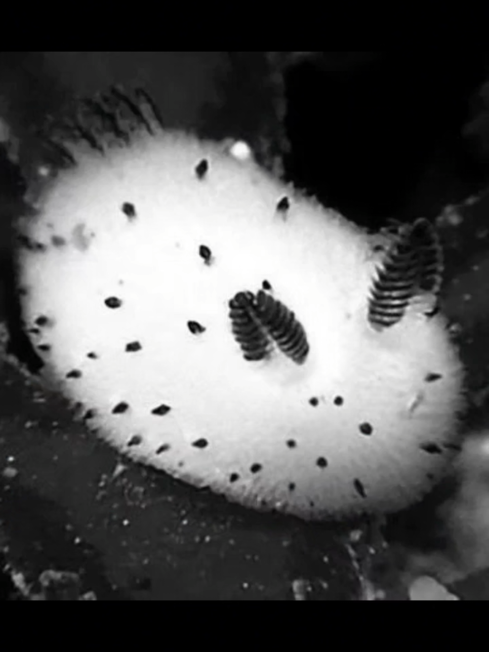 mi conejo de mar 🤍💜 #roblox #rabbit #presure #paratiiiiiiiiiiiiiiiiiiiiiiiiiiiiiii #rip 