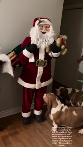 This suspicious looking character moved into our house !  Hope I did enough to get me on the nice list, Maui Anderson will have to figure her own way onto the nice list. #bassethound #dogsofttiktok #christmas 