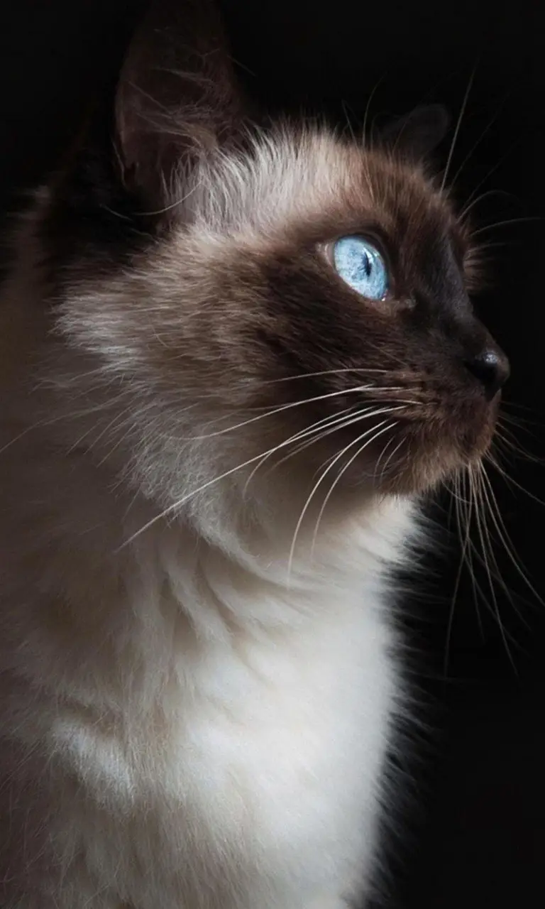 ✨Más en mi Patreon✨ #fatestaynight #animegirl #hoyocreators #fatechad 