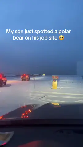 One of the rarest animals in the world. #polarbear #jobsite #tiktokanimals 