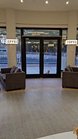 The boss is back... #fypシ #fyp #cat #