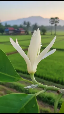 សូរិយាល្ងាចថ្ងៃ #ទេសភាពស្រុកស្រែ🌄🏜️🌱🌼🌾🐟 