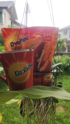 #โอวันตินดี่มทุกวันดีทุกวัน🌾🌾🍵