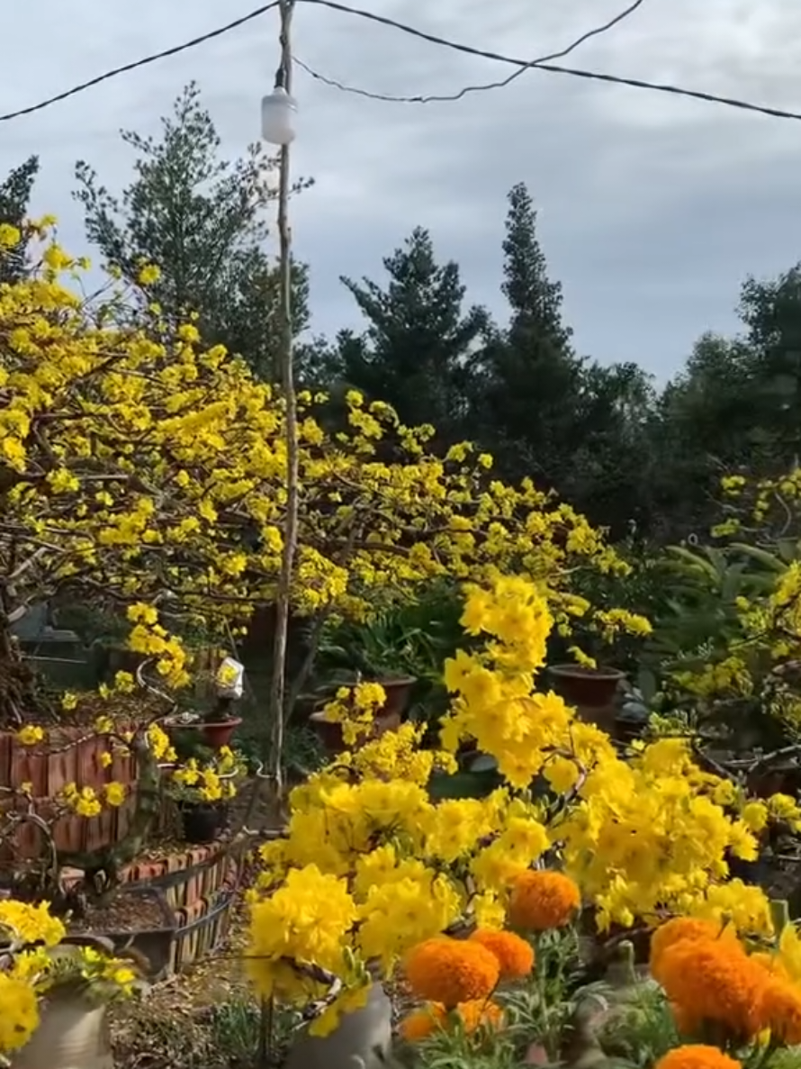 Công nhận nhanh thật năm hết tết đến nữa rồi  #tet #tet2026 #tetnguyendan #tetmaiman #xuhuong 