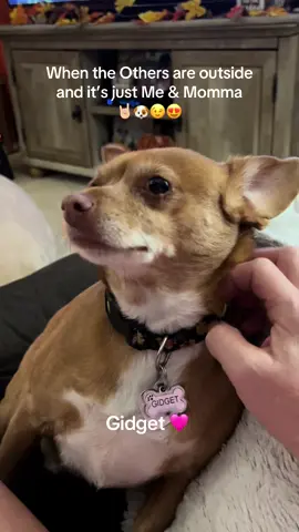 #dogsoftiktok #chihuahua #dogmom #doglover #dogtok 
