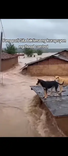 Kapit lang mga babies!darating na Ang rescue 🛟🛟  #aspinlover #rescuer #doglover 