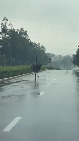 Chú hugo bị bão cuốn đi để đà điểu đi lạc chay long nhong ở mỹ phước bến cát #myphuoc #bencat #hugo 