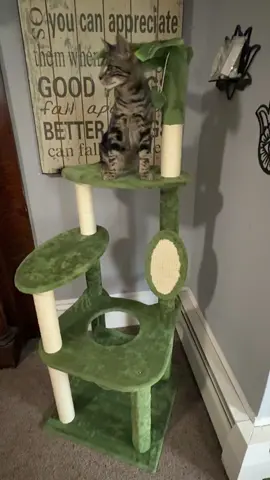 #catsoftiktok #cattree #wecharmershop #fyp #catlover 
