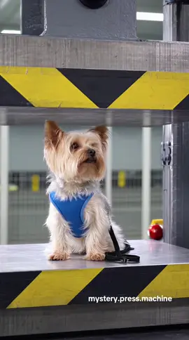 Dog almost die #ai #dog #realistic #fyp #cute 