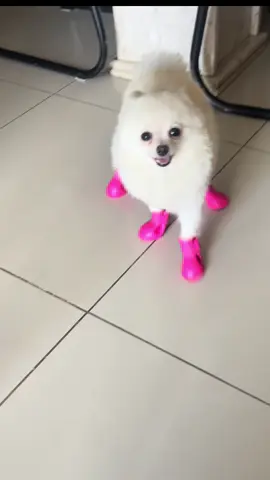 Como podem ver, eu aumei o presentinho da minha bisa🫶🏻🫠 #spitzalemaoanao #meme #cachorro #engraçado #